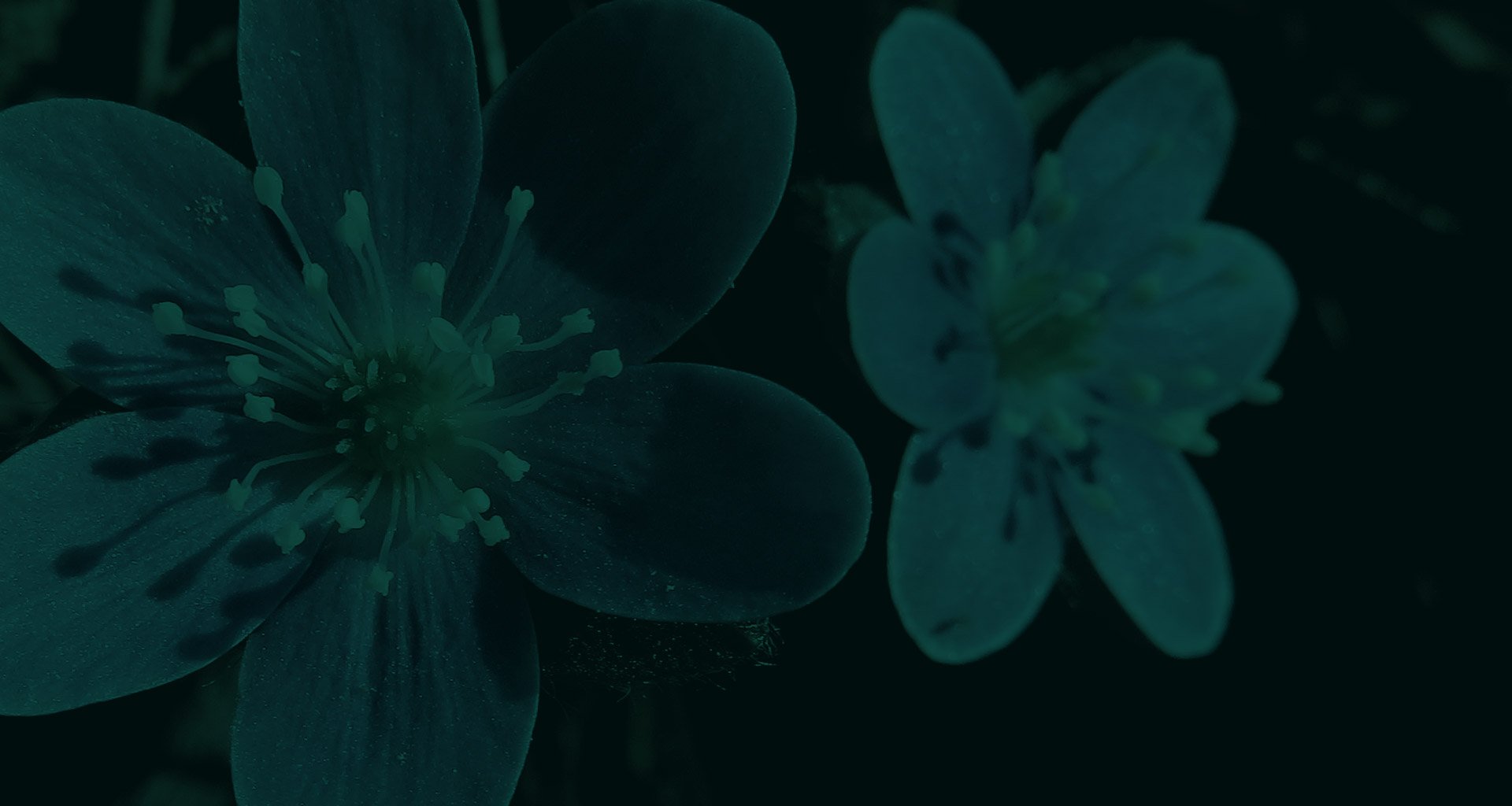 Native Plants with Flowers