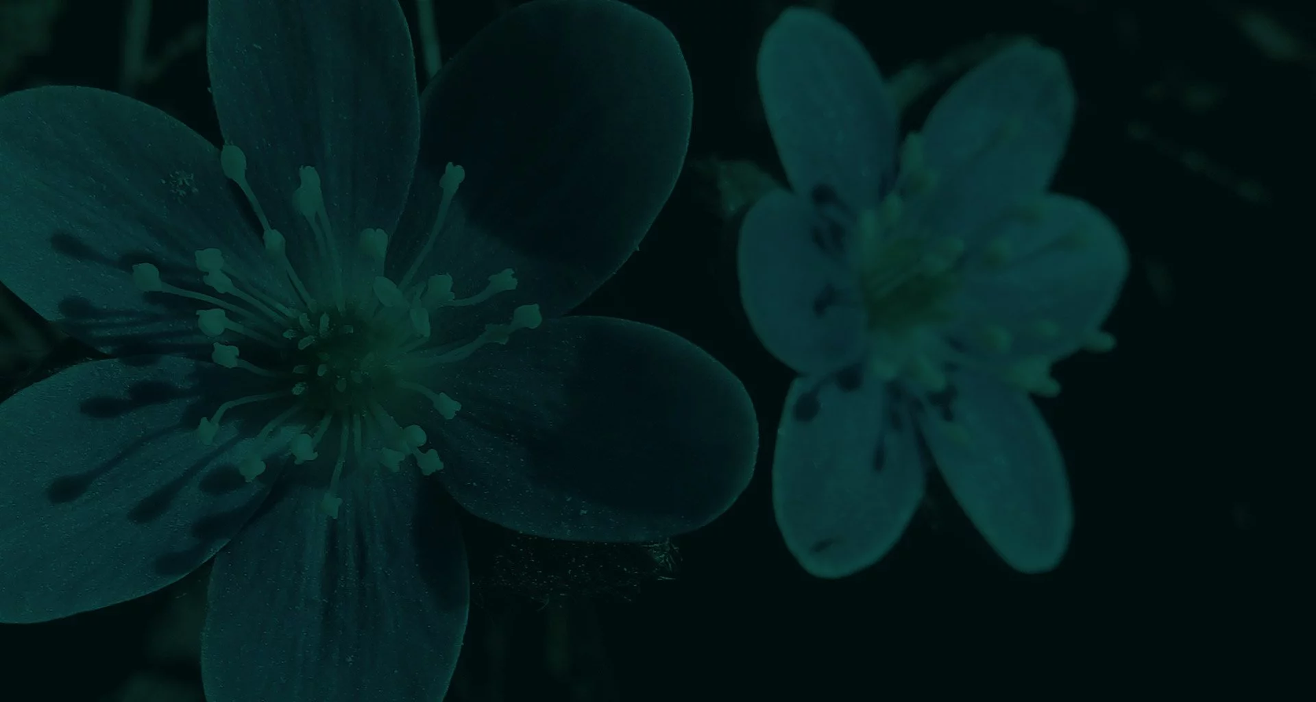 Native Plants with Flowers