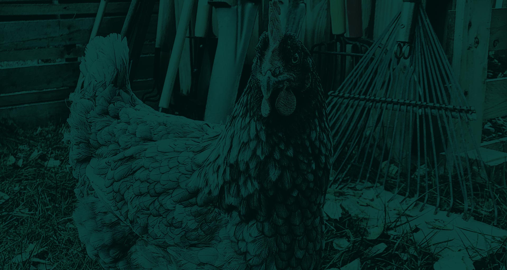 Chicken