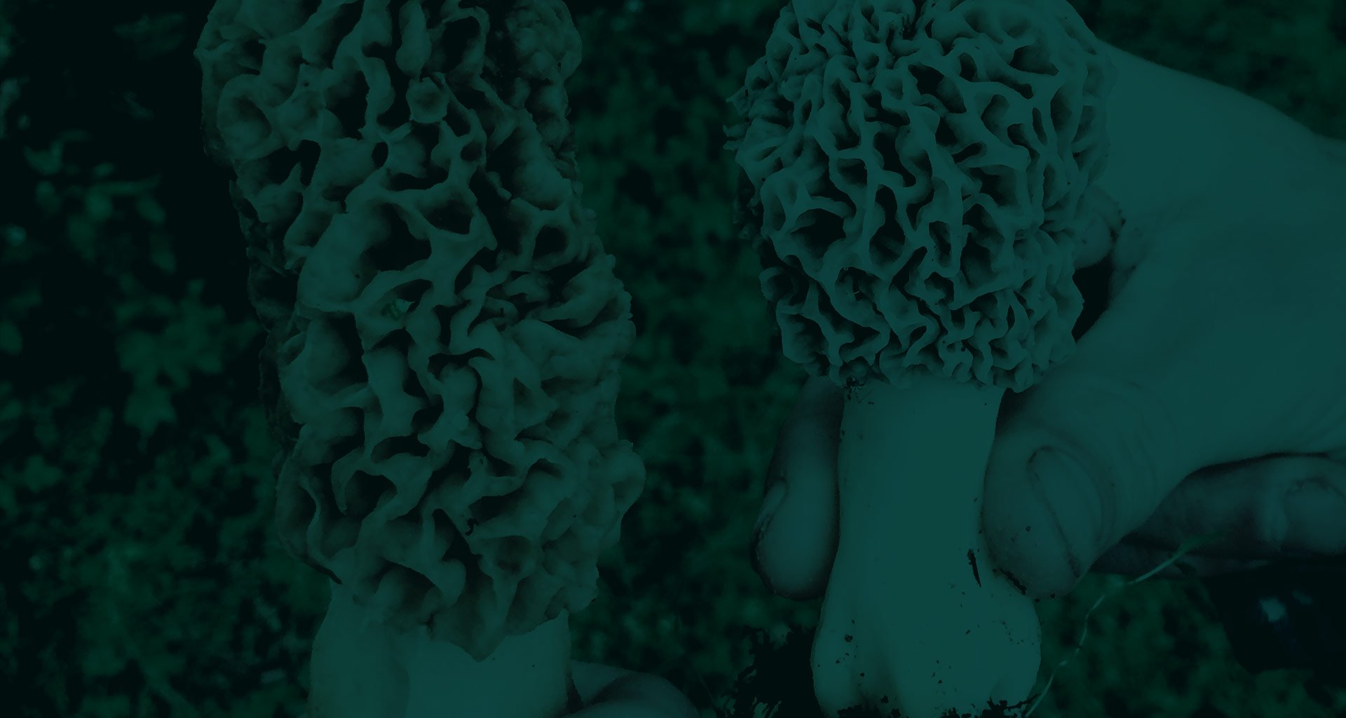 Foraged Morel Mushrooms