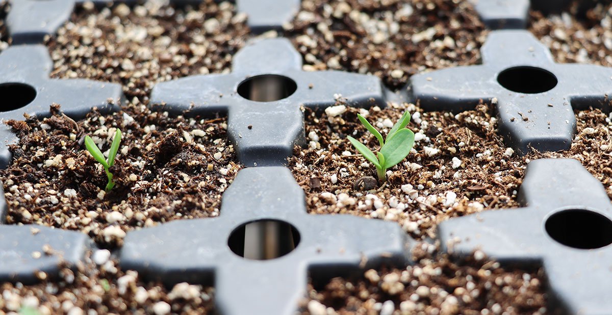 Plug Trays at Diakon Greenhouse