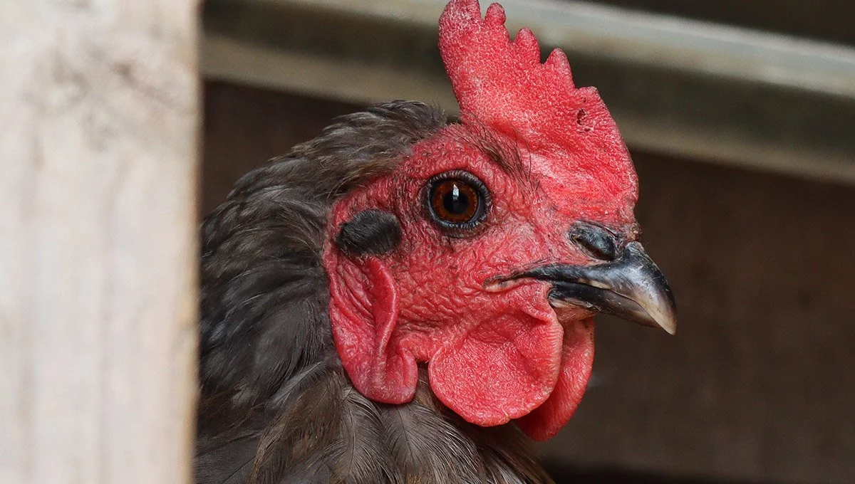 Dee the chicken