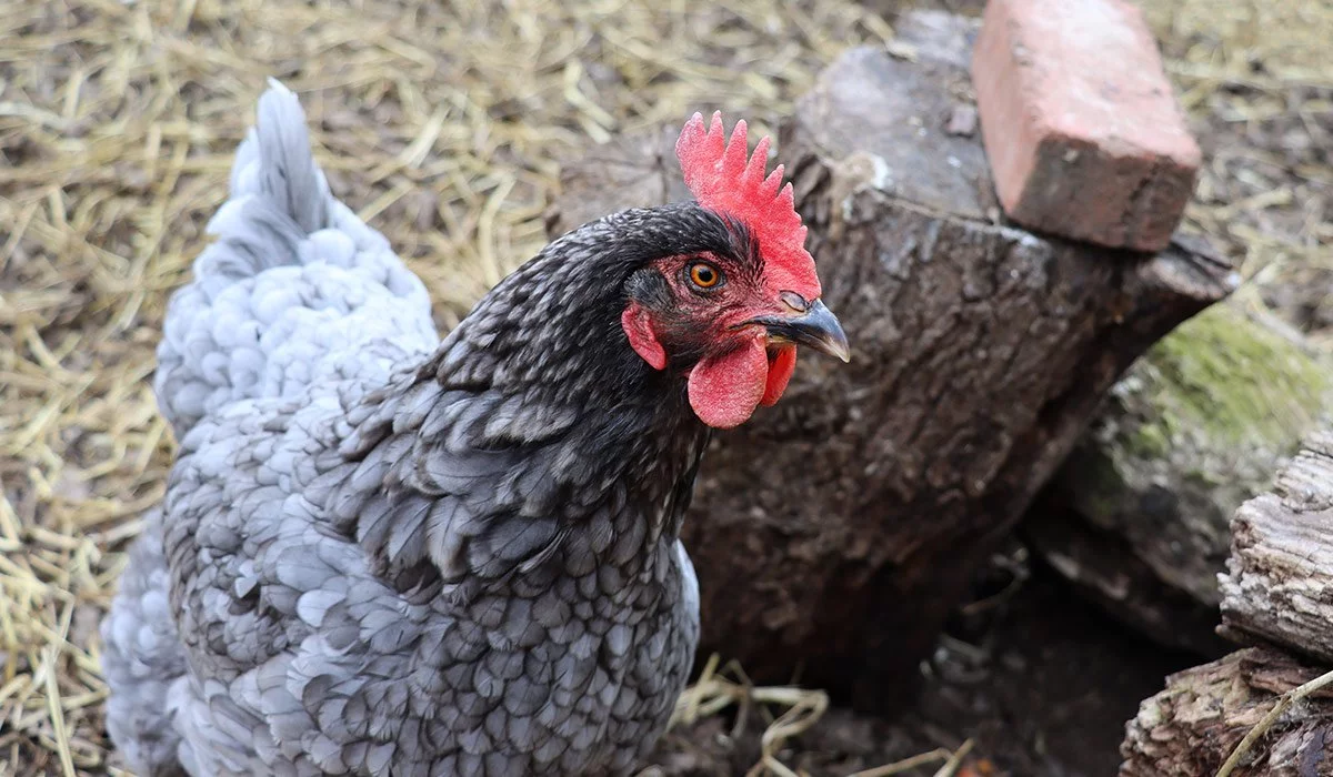EB the Chicken
