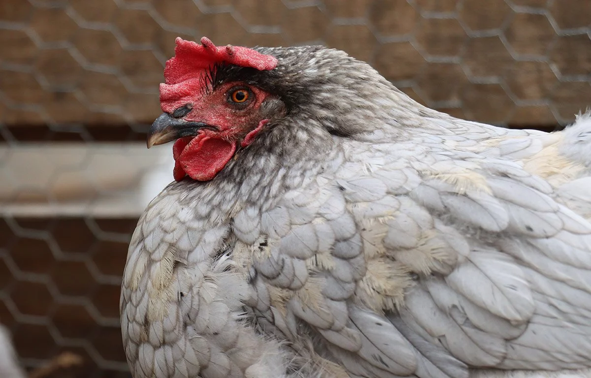 Fleck the chicken