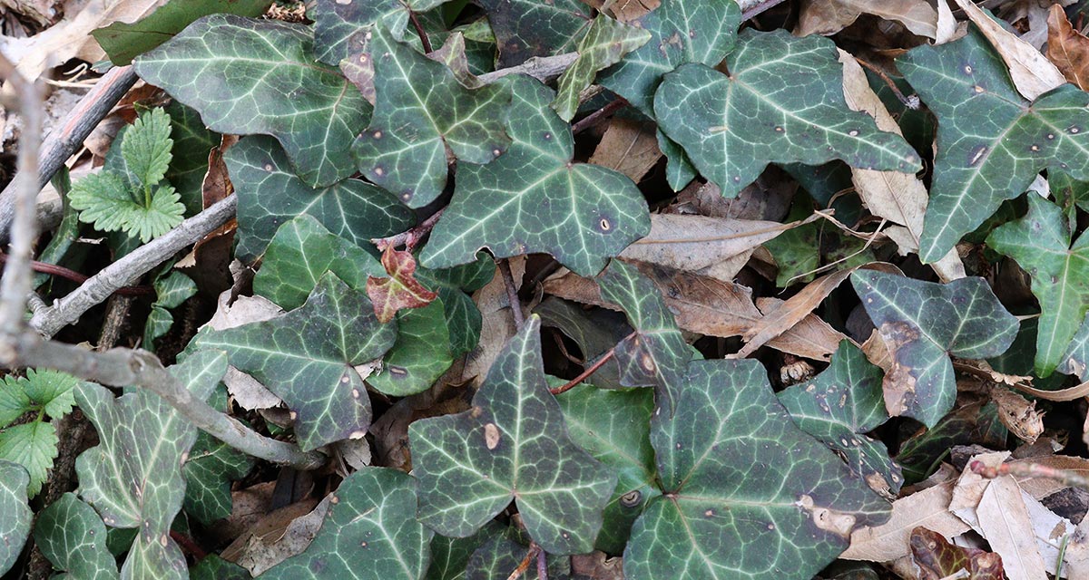 English Ivy
