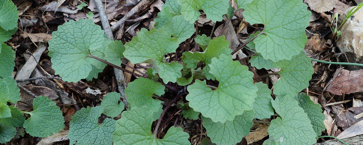 Garlic Mustard