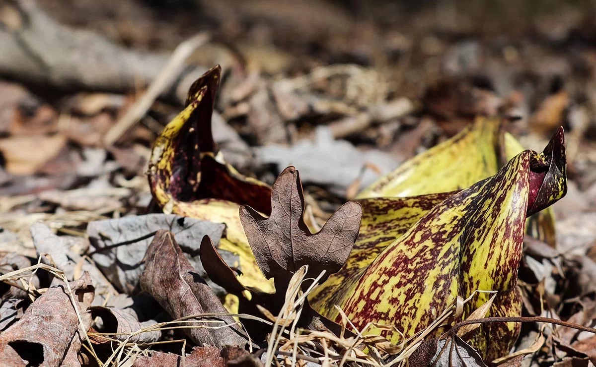 Eastern Skunk Cabbage