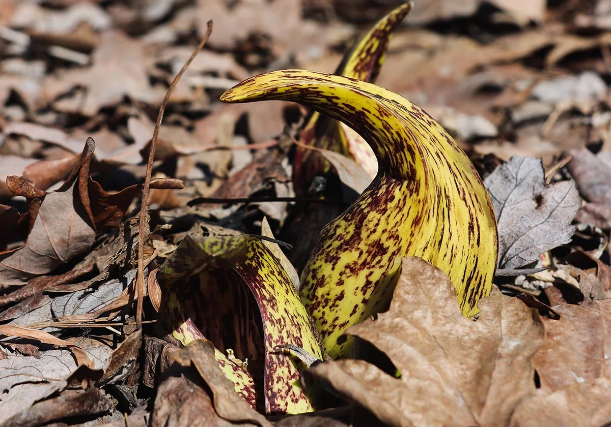 Eastern Skunk Cabbage