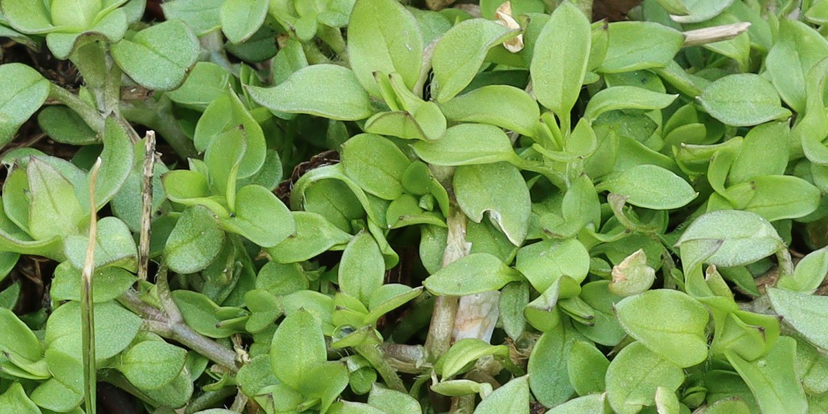 Chickweed