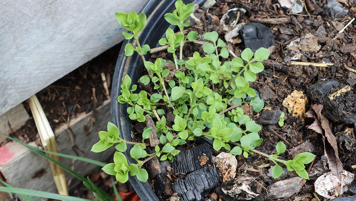 Chickweed
