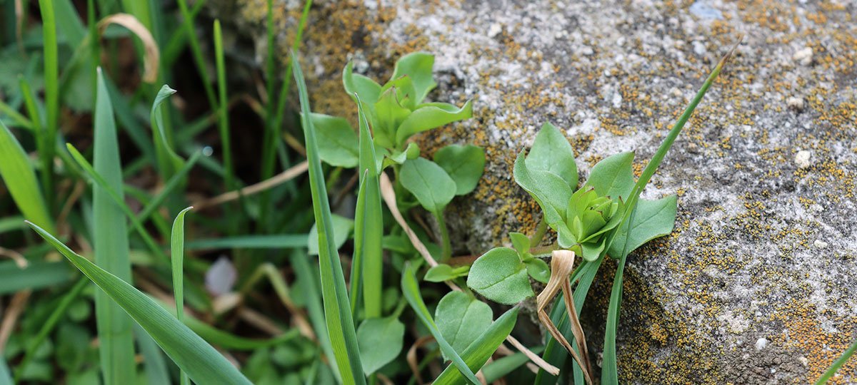 Chickweed
