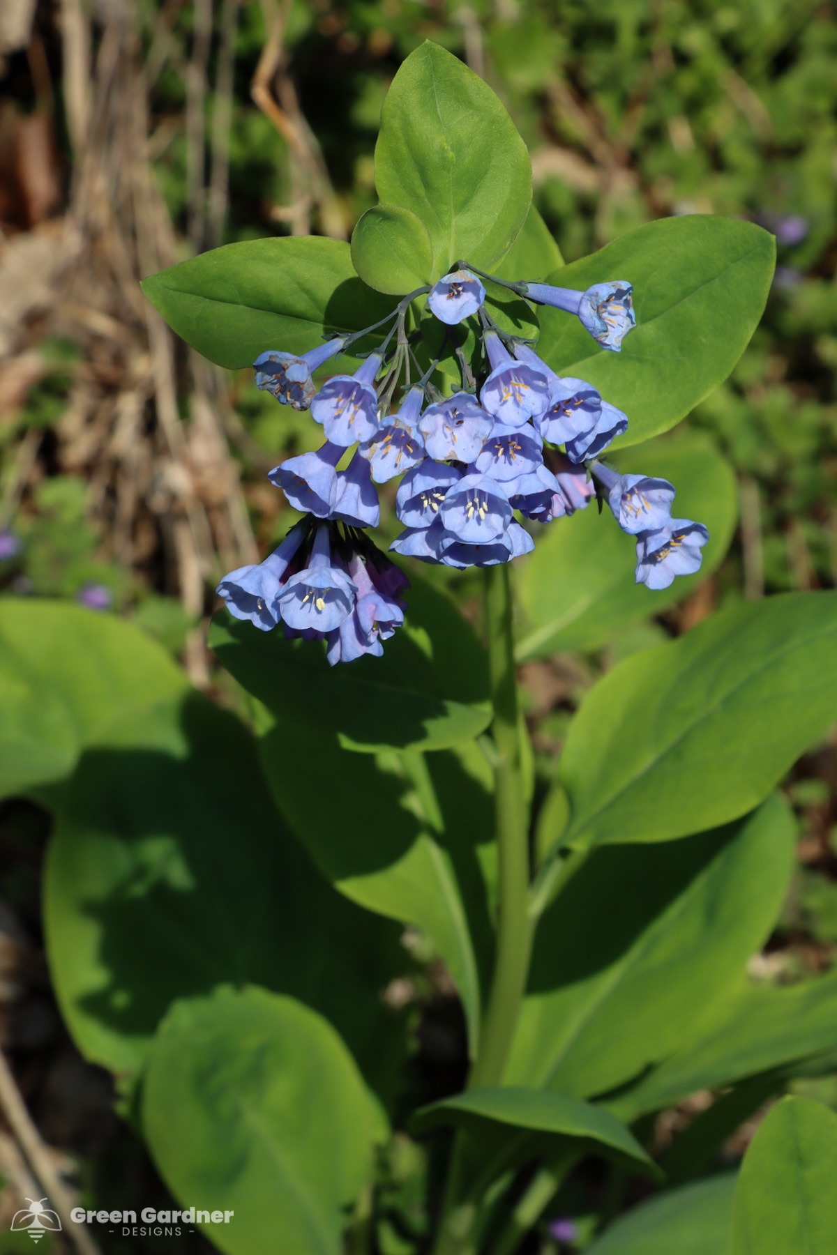 Virginia Bluebells